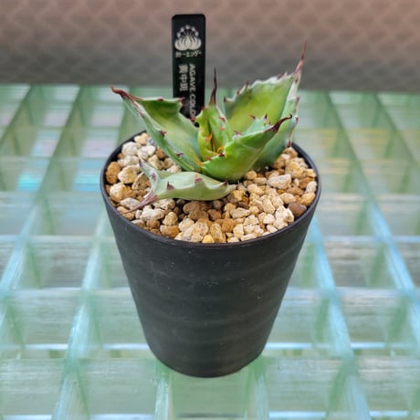 AGAVE COLORATA 黄中斑