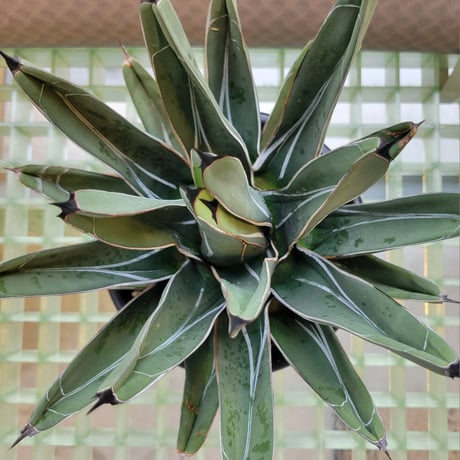 AGAVE NICKELSIAE