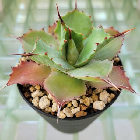 AGAVE POTATORUM CAMERON BLUE