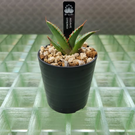 AGAVE OTEROI 管理「ウリB 」