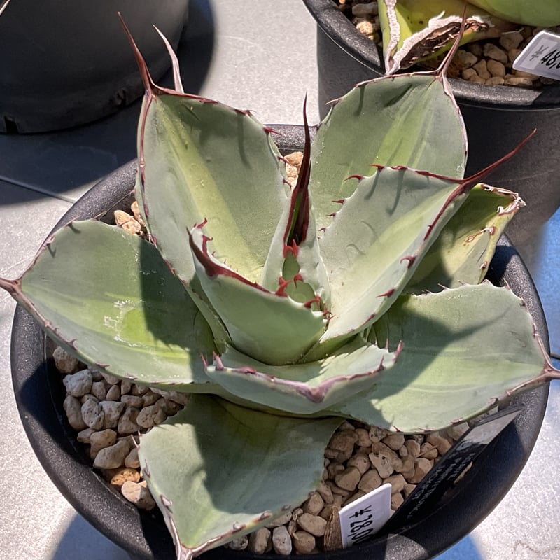 AGAVE PARRYI TRUNCATA JACKPOT | カトーエンゲー東京