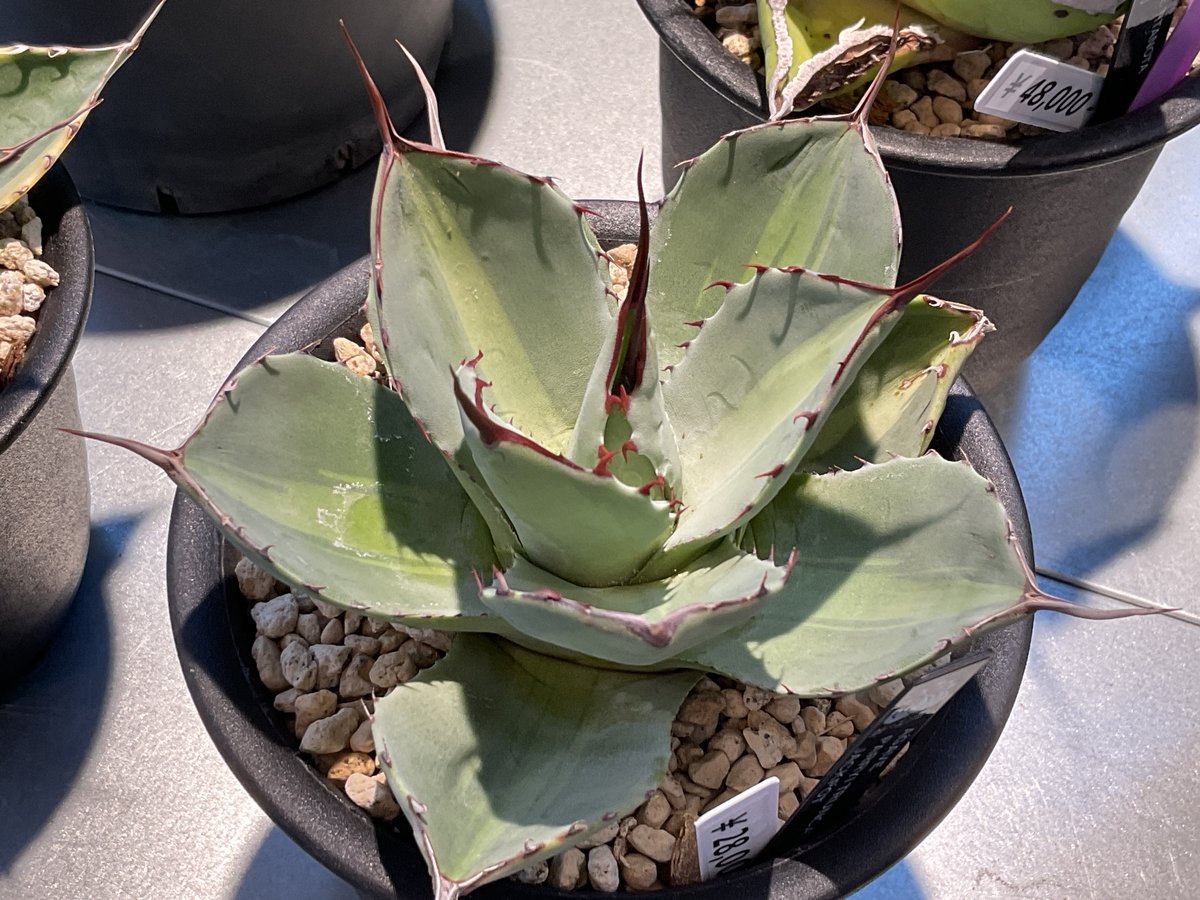 AGAVE PARRYI TRUNCATA JACKPOT | カトーエンゲー東京