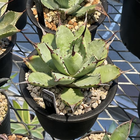 ITEM | カトーエンゲー東京