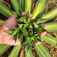 AGAVE BLUE GLOW  VARIEGATA　中斑