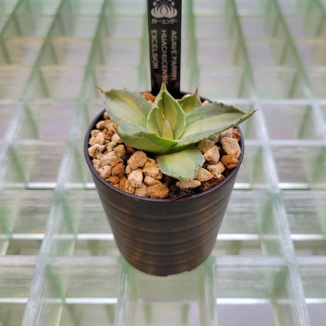 AGAVE PARRYI HUACHUCENSIS EXCELSIOR
