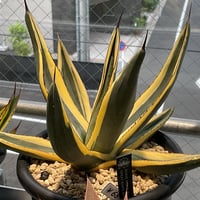 AGAVE PARRYI TRUNCATA JACKPOT | カトーエンゲー東京
