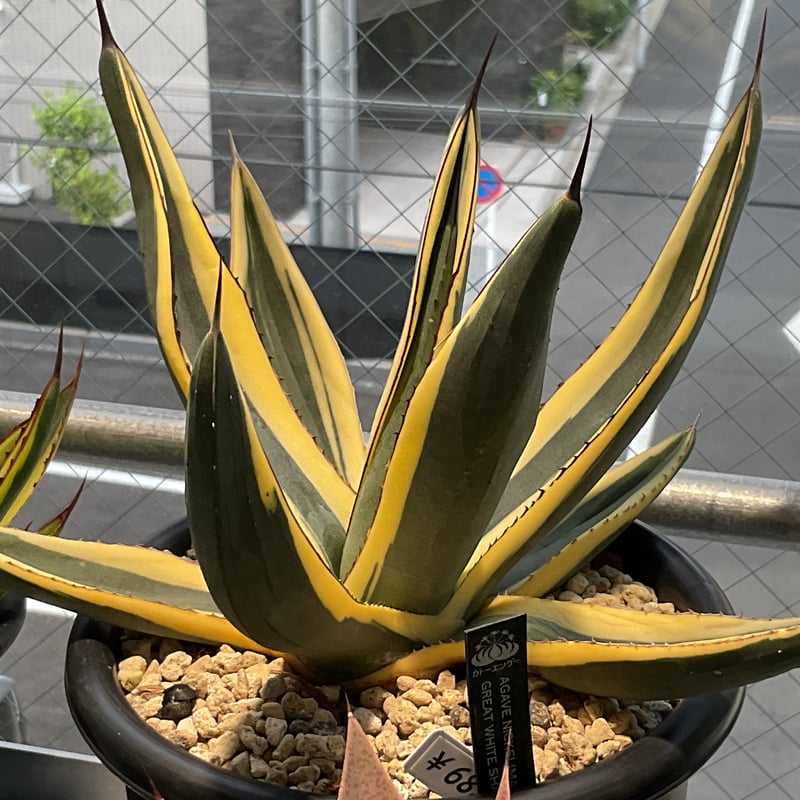 AGAVE NICKELIMA GREAT WHITE SHARK | カトーエンゲー東京
