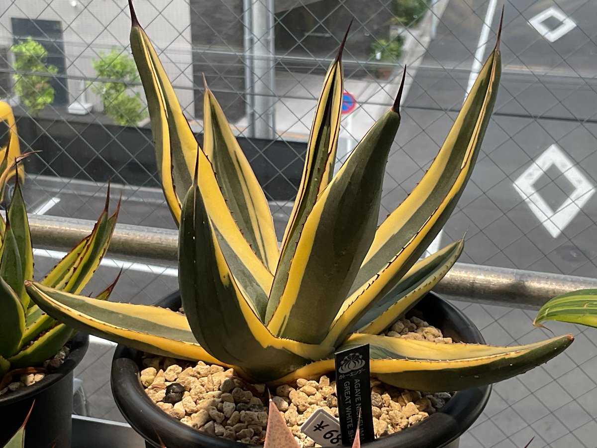 AGAVE NICKELIMA GREAT WHITE SHARK | カトーエンゲー東京