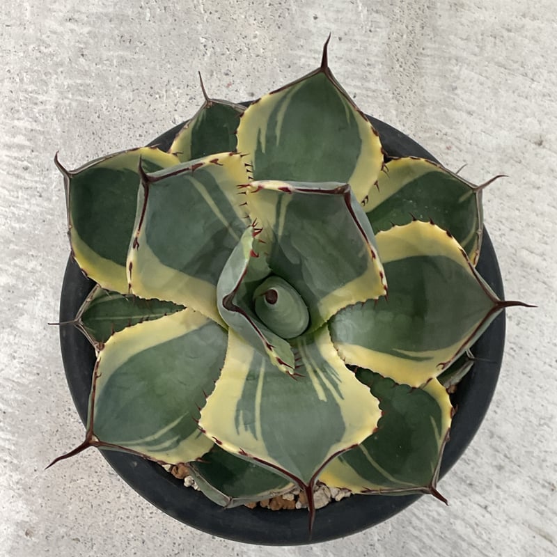 AGAVE PARRYI TRUNCATA ORIZABA | カトーエンゲー東京