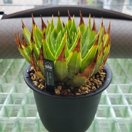 ALOE POLYPHYLLA