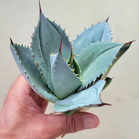 AGAVE PARRYI 姫吉祥天
