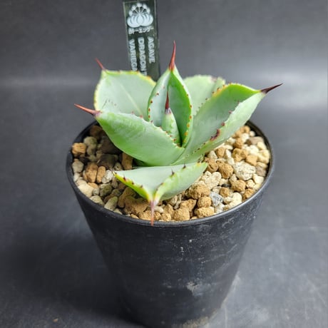 AGAVE DRAGON TOES VARIEGATA