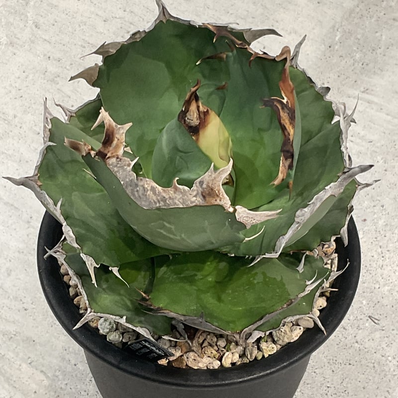 AGAVE TITANOTA 蟹 アガベ チタノタ '螃蟹' Agave titanota 'Crab' ペン蟹🦀 ずいぶんと