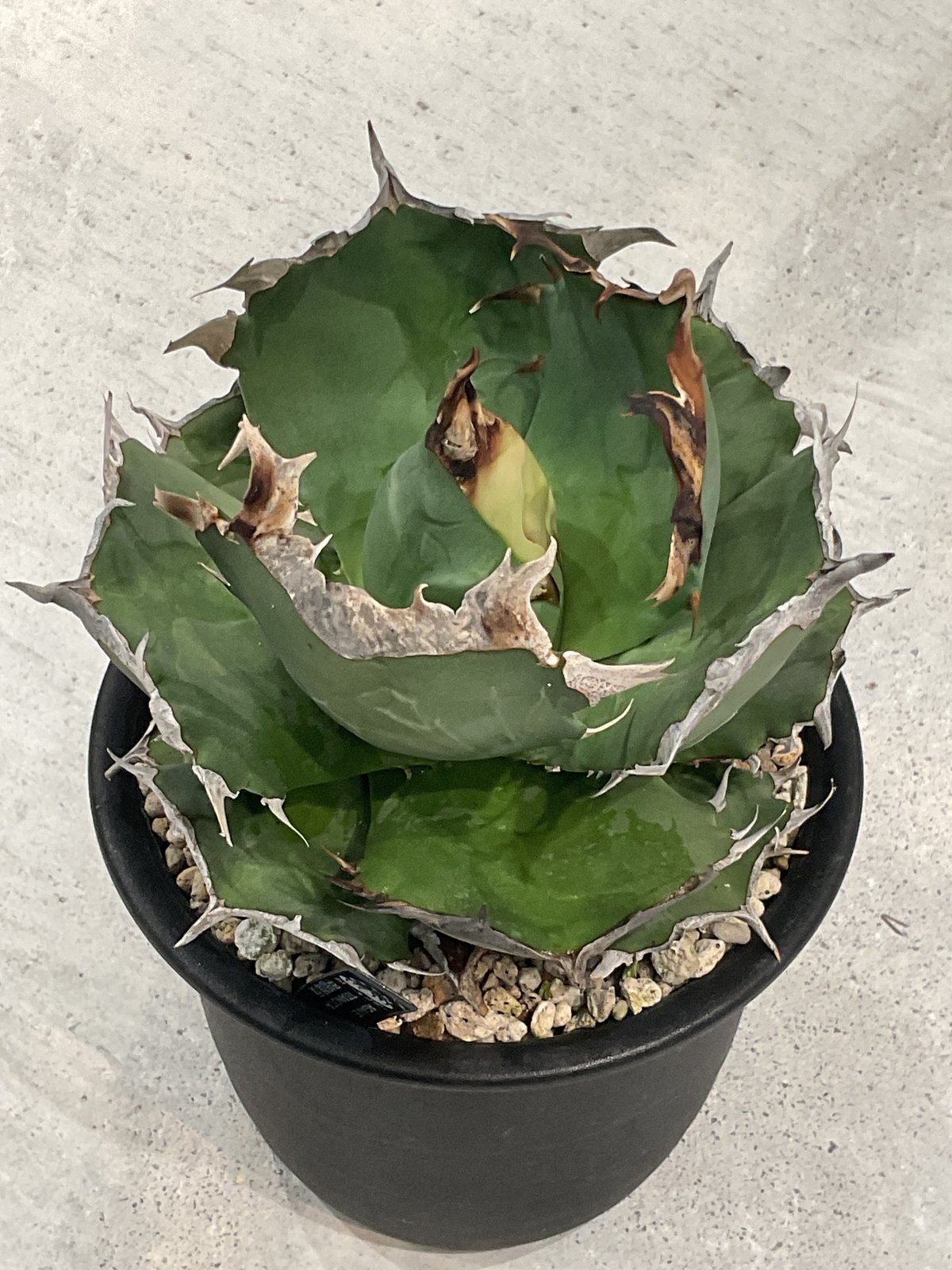 AGAVE TITANOTA 甲部蟹葉 | カトーエンゲー東京