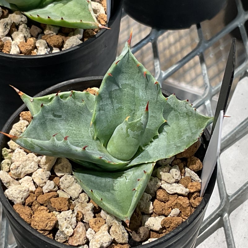 AGAVE ISTHMENSIS 肉厚鈍中斑 | カトーエンゲー東京