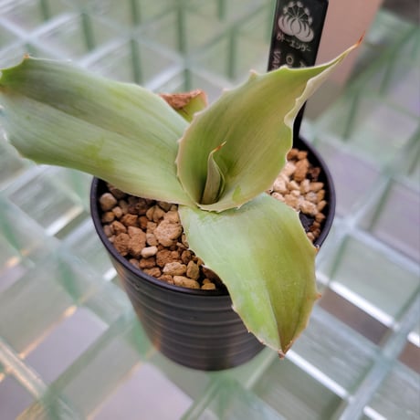 AGAVE OVATIFOLIA VARIEGATA(霜降り)