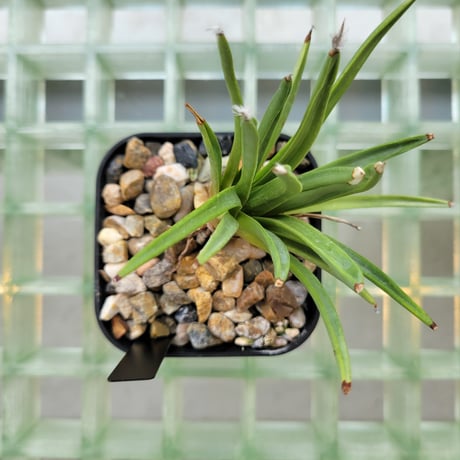 AGAVE ALBOPILOSA