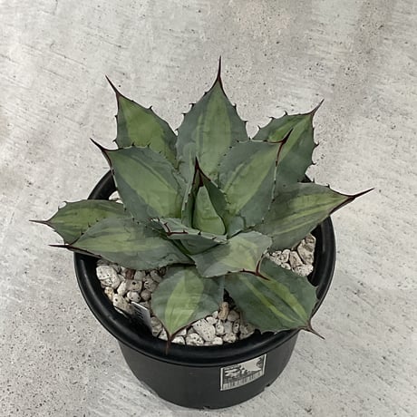 仙渓アガベ カトーエンゲー東京