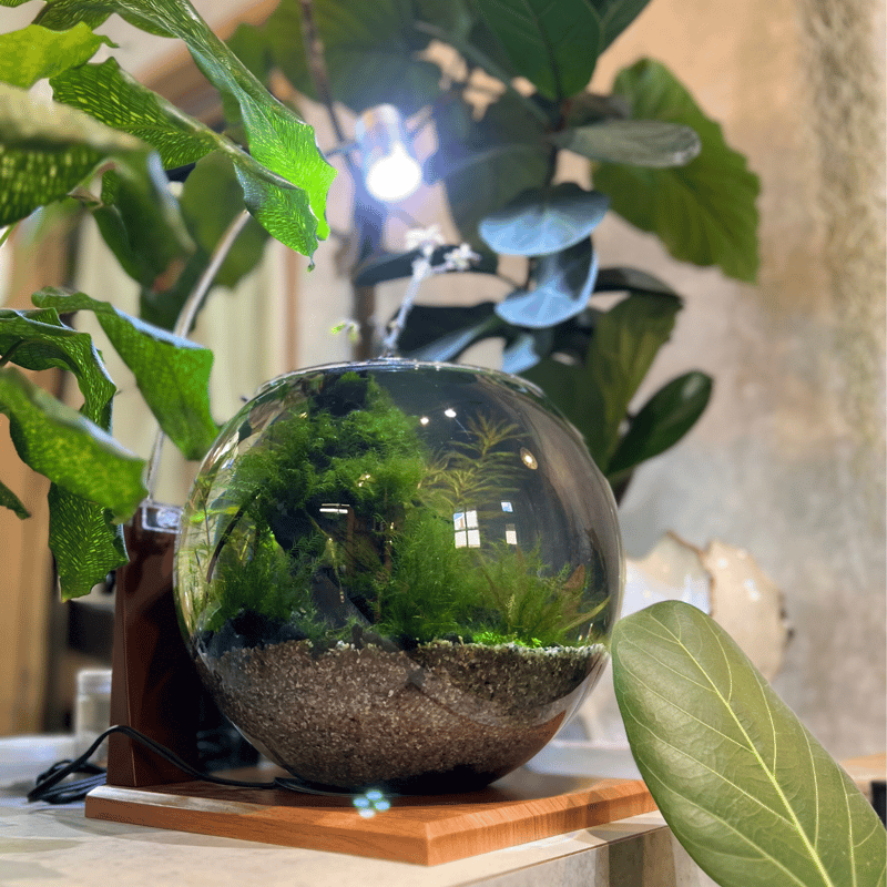 ボトルアクアリウム（完成品） | アクアシスト芽吹