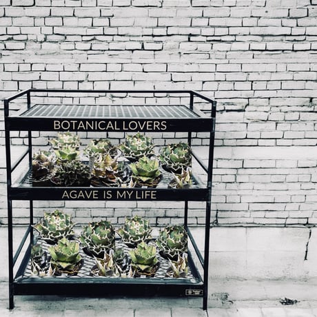 植物棚 | STORES 植物棚 | STORES