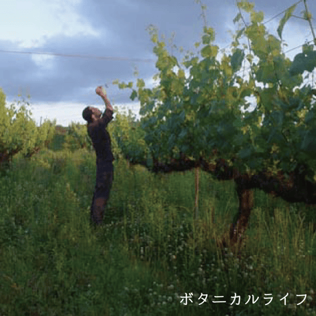 vin-shu no sinshu 2023