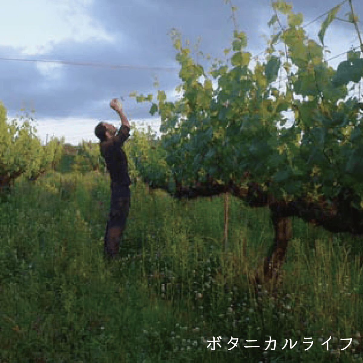 vin-shu plus amber terra 2023 | 自然派ワインショップ La ...