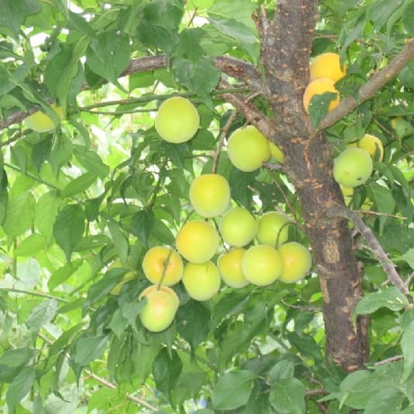 紀の国小町　400ｇ（贈答用）