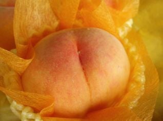 黄金桃(ゴールデンピーチ)15玉 | 果物専科あしたや