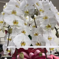 胡蝶蘭　白色　5本立