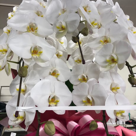 胡蝶蘭　白色　5本立