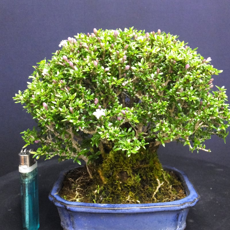 盆栽姫香丁木根繋がり＞花芽付き＞小品盆栽 | 伊豆盆栽eショップ