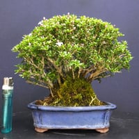 もみじ清玄貴風盆栽素材 | 伊豆盆栽eショップ 手のひらに遊ぶミニ盆栽