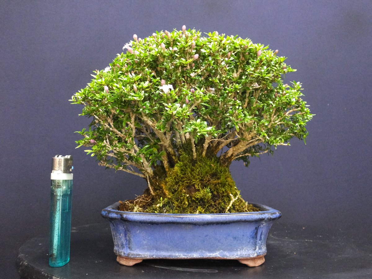 小品盆栽花台。7品。 小品盆栽花台。7品。 小品盆栽花台。7品。