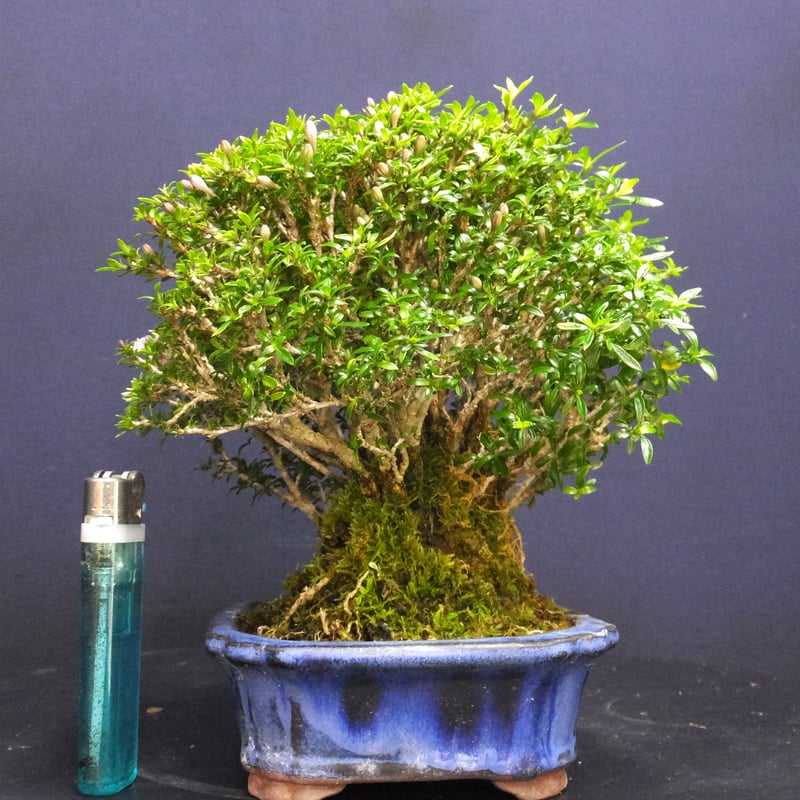 盆栽姫香丁木根繋がり＞花芽付き＞小品盆栽 | 伊豆盆栽eショップ