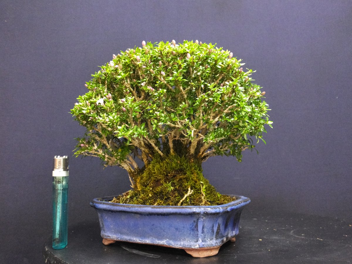 小品盆栽用高飾　高さ30cm 天幅7.5cmx7.5cm 小品盆栽用高飾 高さ30cm 天幅7.5cmx7.5cm