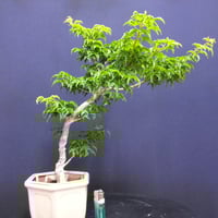 清玄もみじ人気種貴風盆栽素材 もみじ清玄貴風盆栽素材 | 伊豆盆栽eショップ 手のひらに遊ぶミニ盆栽