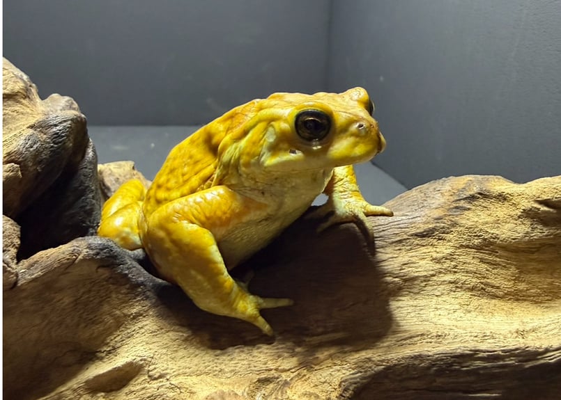 ②【ミヤコヒキガエル】約7cm オス｜黄色×オレンジのほんわかカラー