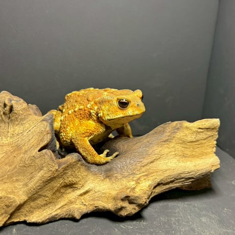 カエルの標本 ガラス製 約6cm ミヤコヒキガエル ミヤコヒキガエル | STORES