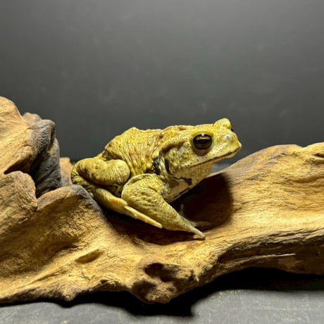 カエルの標本 ガラス製 約6cm ミヤコヒキガエル ミヤコヒキガエル | STORES