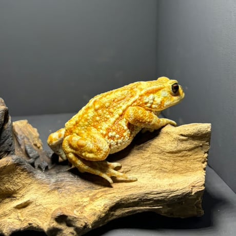 ヒキガエル | STORES