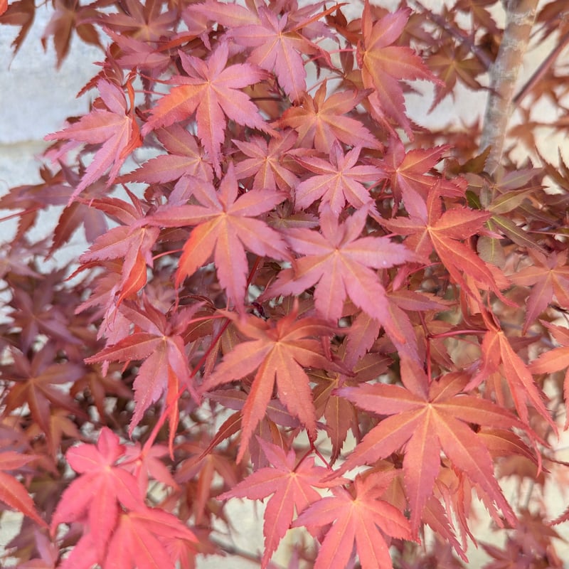 モミジ 出猩々(でしょうじょう) | 京都芳樹園 取扱商品