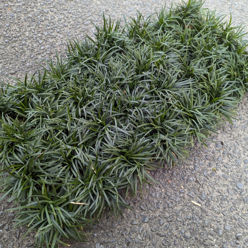 玉竜（マット） | 京都芳樹園 取扱商品