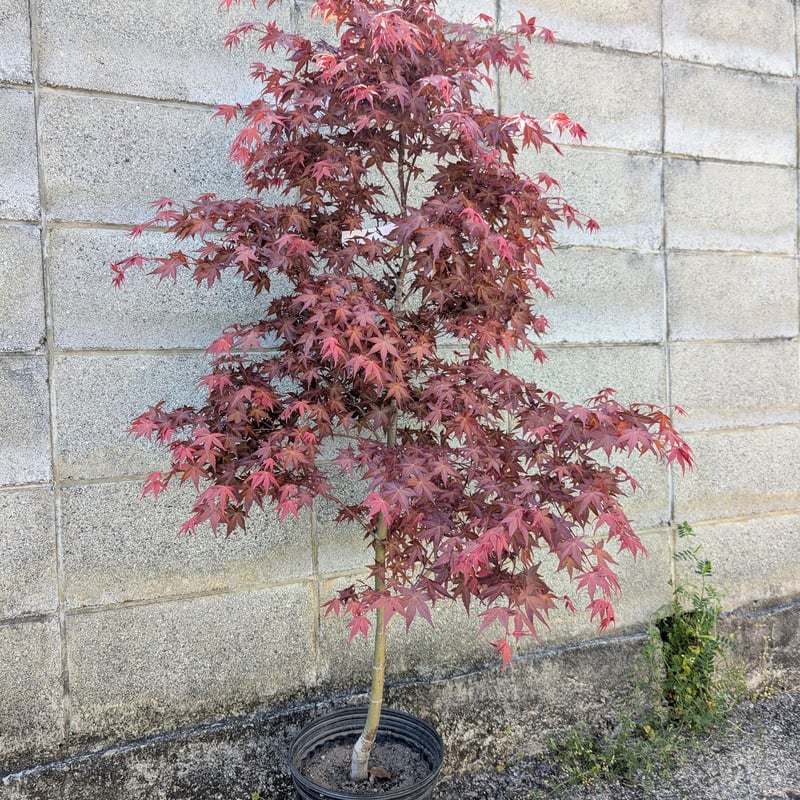 モミジ 出猩々(でしょうじょう) | 京都芳樹園 取扱商品