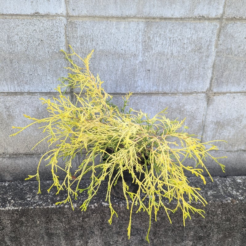 フィリフェラオーレア | 京都芳樹園 取扱商品