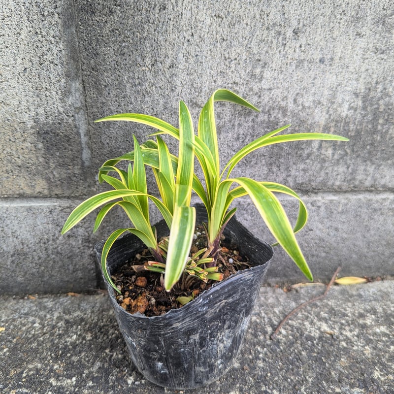 斑入りヤブラン | 京都芳樹園 取扱商品