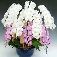 胡蝶蘭8本立(紅白)