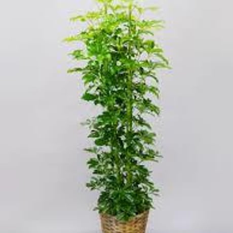 シェフレラ | STORES