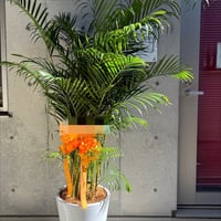 アレカヤシ(大鉢)