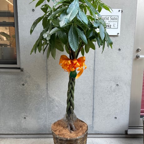 パキラ(大鉢)