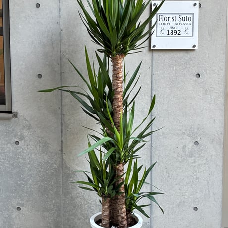 ユッカ(大鉢)
